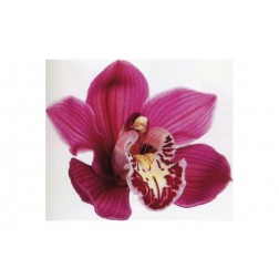 Cortador + Texturizador Petalo Fk011-Orquidea